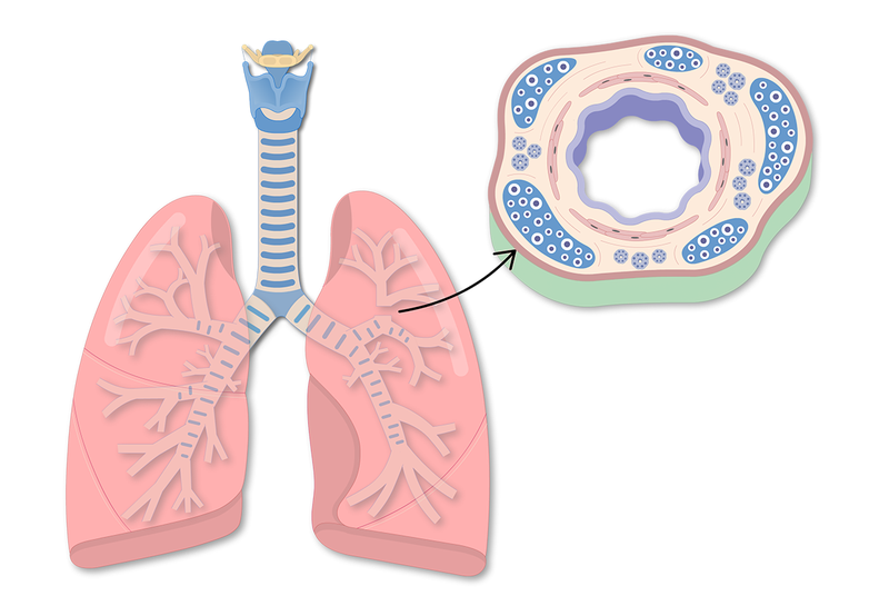 Tìm hiểu ngay về cấu tạo, chức năng và cách bảo vệ phế quản 3