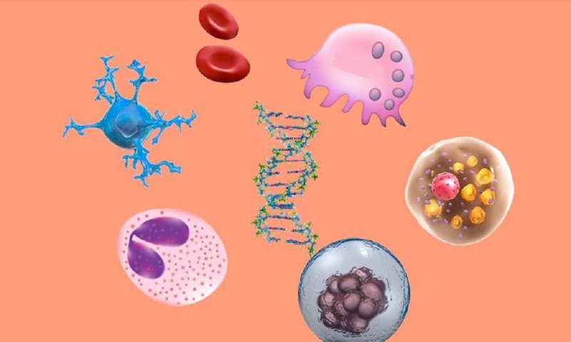 Tìm hiểu những thông tin bạn cần biết về thoái hóa và hoại tử tế bào 2