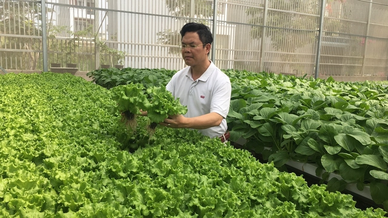 Rau thủy canh có an toàn cho sức khoẻ không? 1