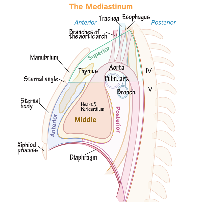 Tìm hiểu về sinh thiết trung thất dưới cắt lớp vi tính 2