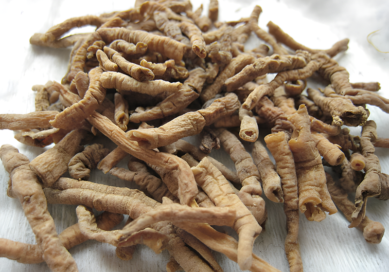 Tìm hiểu thảo dược viễn chí có tác dụng gì?