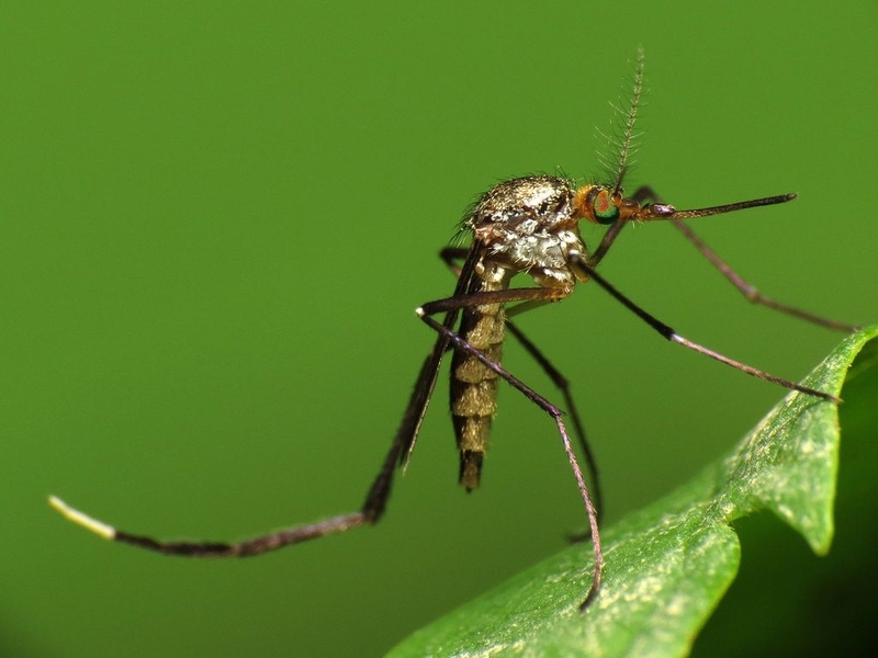 Tìm hiểu thông tin vacxin viêm não nhật bản có mấy loại 1