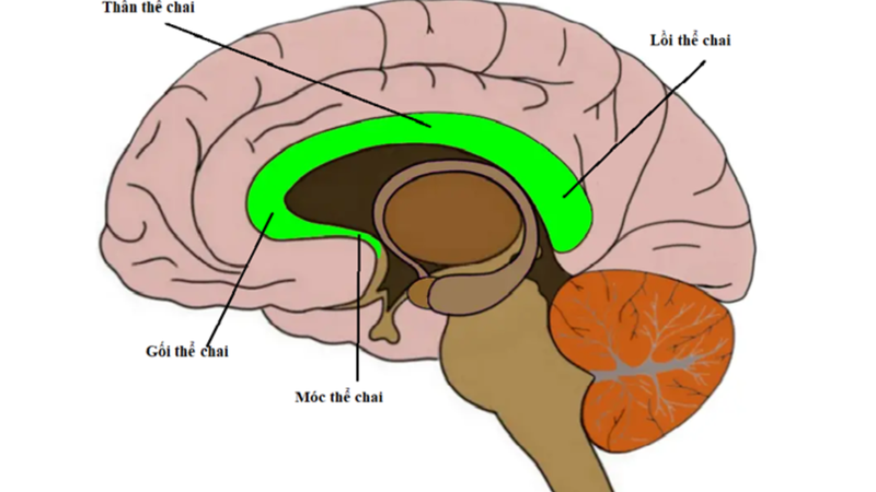 Tìm hiểu về bất sản thể chai 1