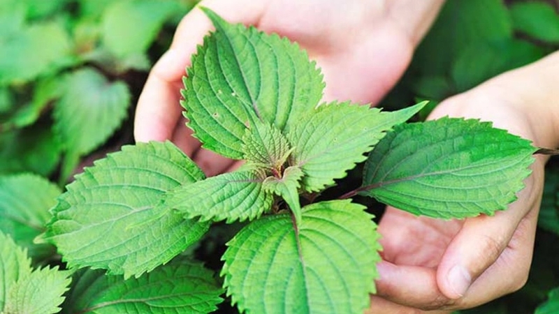 Tìm hiểu về các tác nhân gây mụn cóc và cách điều trị 1