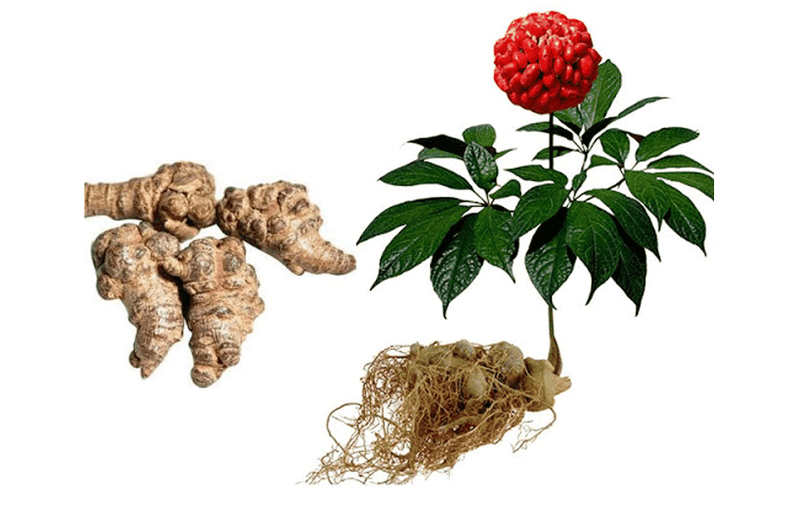 Tìm hiểu về cây tam thất bắc