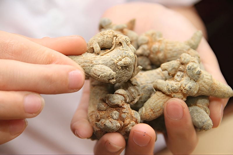 Tìm hiểu về cây tam thất bắc