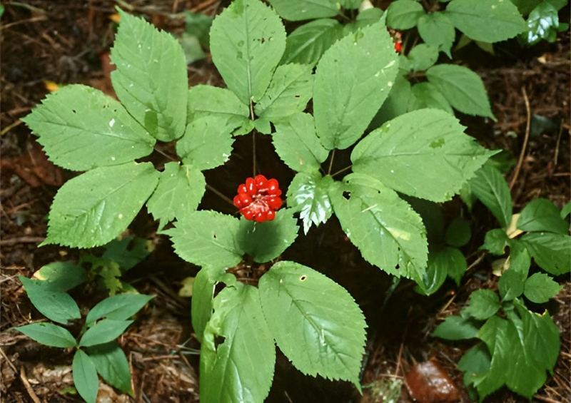 Tìm hiểu về cây tam thất bắc