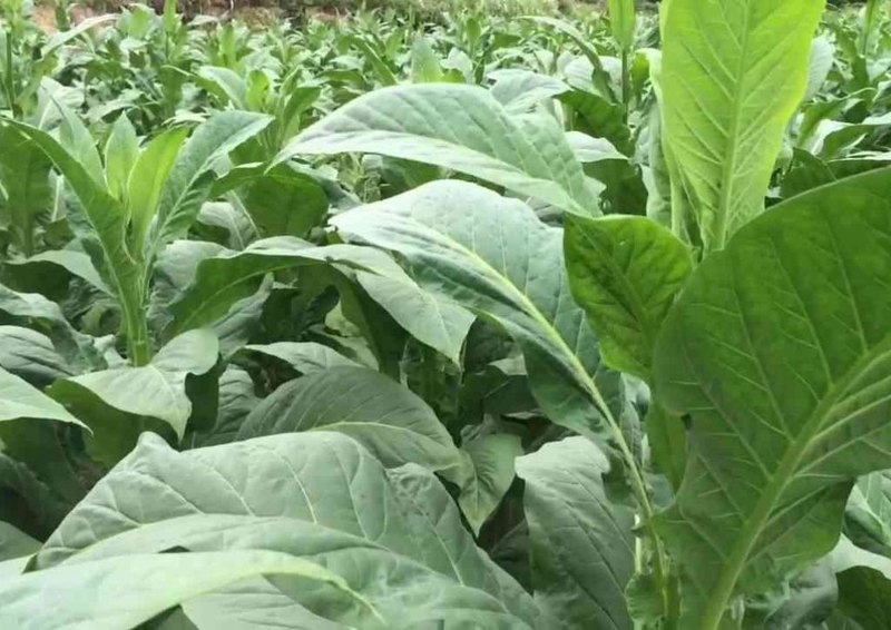 Tìm hiểu về cây thuốc lào, những tác dụng và tác hại&nbsp; 1