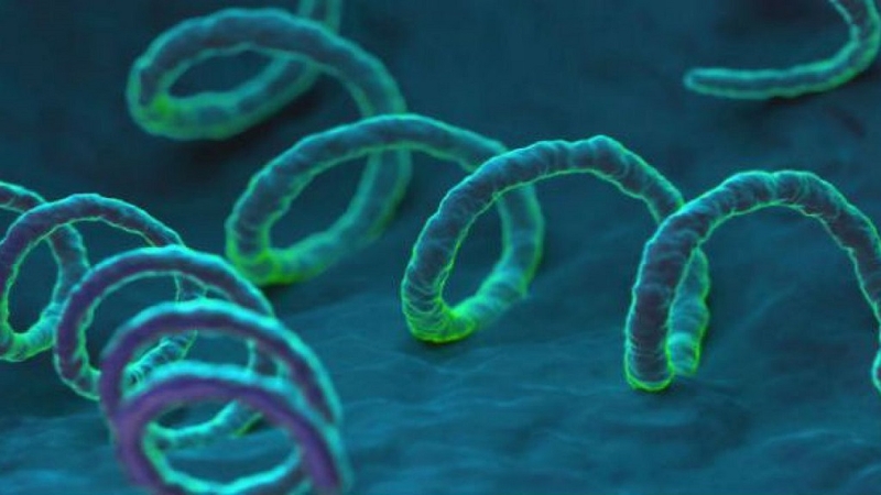 Tìm hiểu về đặc điểm và con đường lây truyền của vi khuẩn Neisseria Gonorrhoeae 1