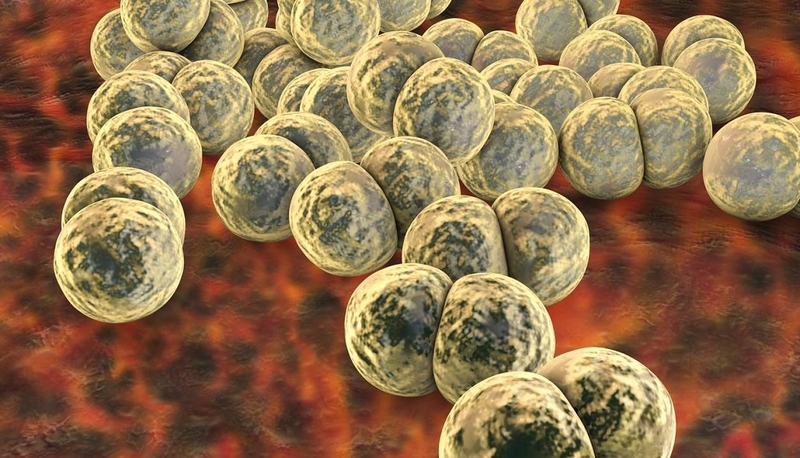 Tìm hiểu về đặc điểm và con đường lây truyền của vi khuẩn Neisseria Gonorrhoeae 3