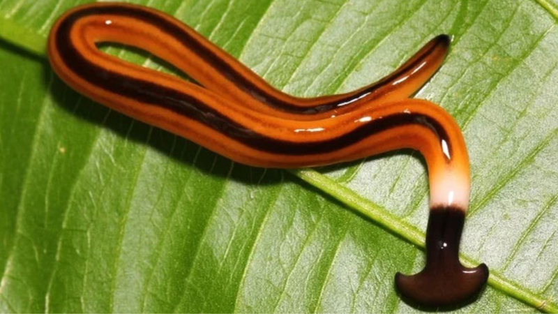 Giun đầu búa có độc không? Tìm hiểu thông tin về loại giun cổ xưa còn tồn tại 1