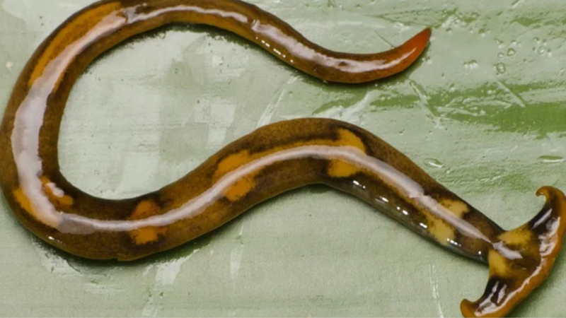 Giun đầu búa có độc không? Tìm hiểu thông tin về loại giun cổ xưa còn tồn tại 3
