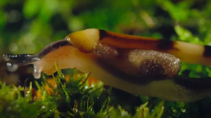 Giun đầu búa có độc không? Tìm hiểu thông tin về loại giun cổ xưa còn tồn tại 2