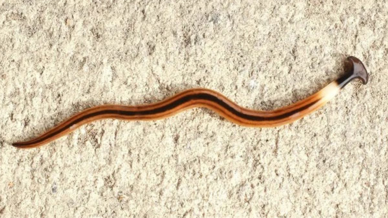 Giun đầu búa có độc không? Tìm hiểu thông tin về loại giun cổ xưa còn tồn tại 4