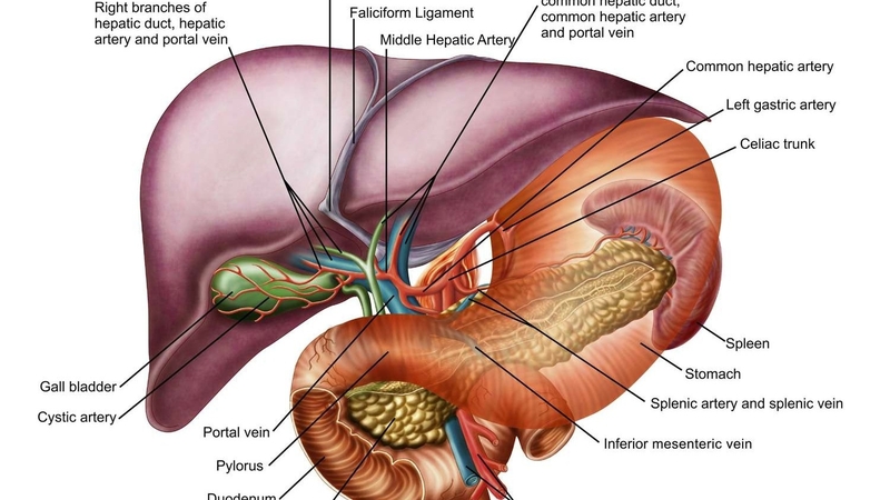 Tìm hiểu về hội chứng Banti và các triệu chứng của bệnh 1