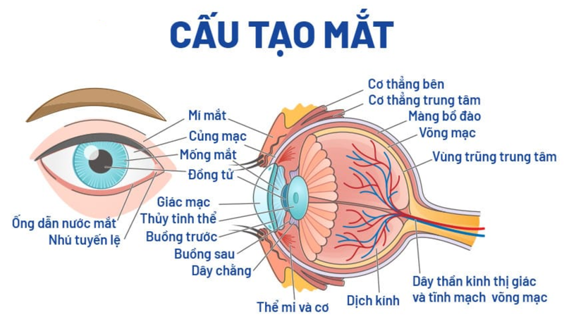 Đồng tử là gì? Kích thước, chức năng và những rối loạn ảnh hưởng đến đồng tử 1