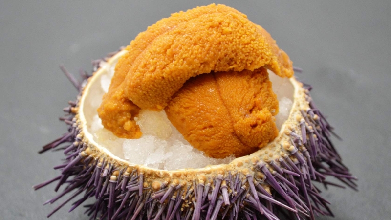 Tìm hiểu về lợi ích của trứng nhum đối với sức khỏe 2