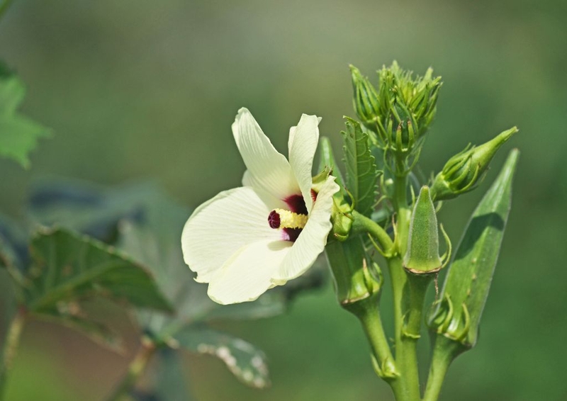 Tìm hiểu về quả đậu bắp, những tác dụng và tác hại ít người biết 1