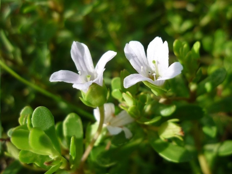 Tìm hiểu về rau đắng và giải đáp nâng mũi ăn rau đắng được không 2