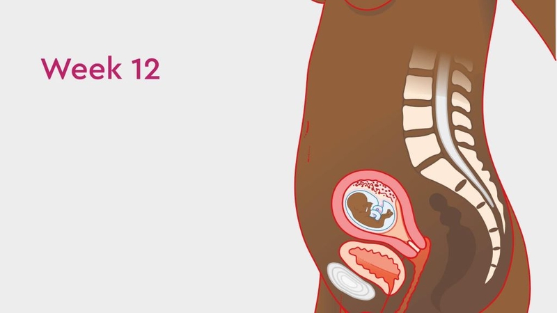 Tìm hiểu về sự phát triển của bộ phận sinh dục thai nhi 12 tuần tuổi 1