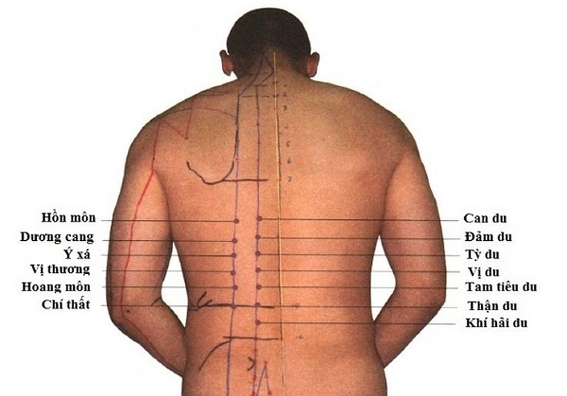 Huyệt thận du nằm phía trên đường Kinh Bàng Quang