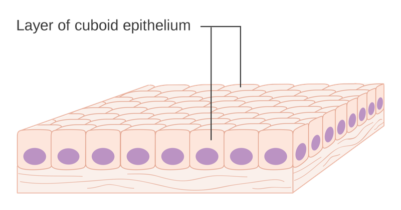 Tìm hiểu về tế bào biểu mô1