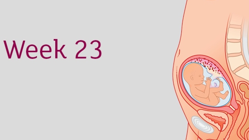 Tìm hiểu về thai 23 tuần nặng bao nhiêu -1