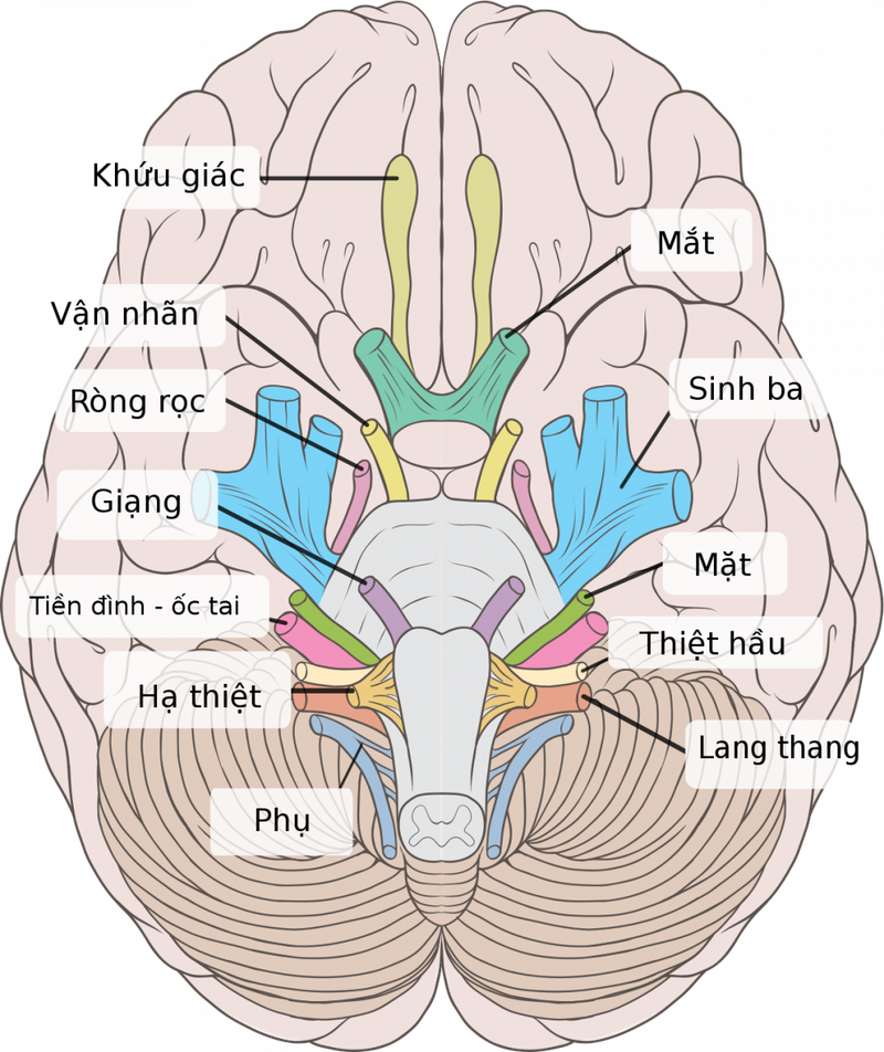 Tìm hiểu về thần kinh sọ: 12 đôi dây thần kinh sọ1