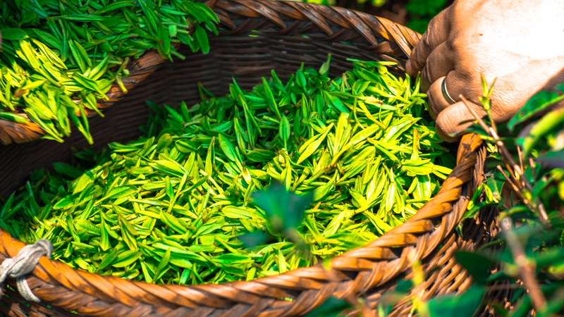 Tìm hiểu về trà Gyokuro - Lợi ích của trà Gyokuro đối với sức khỏe 1