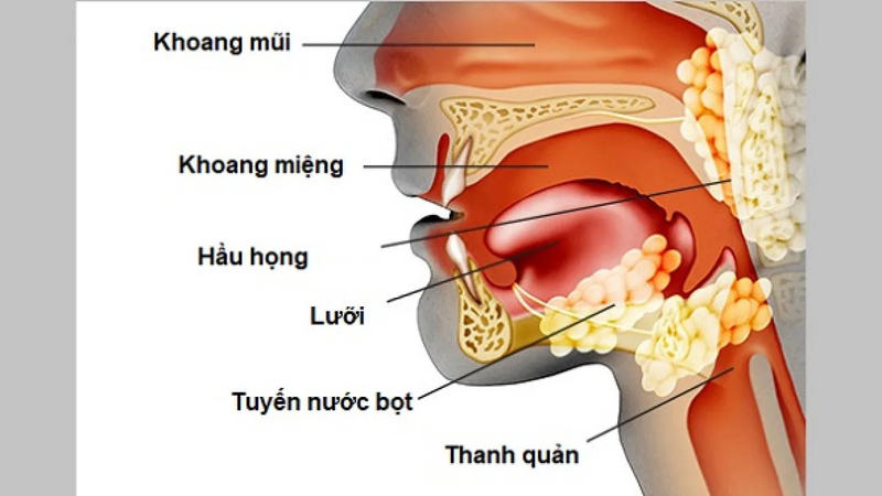 Tìm hiểu về ung thư đầu và cổ-1