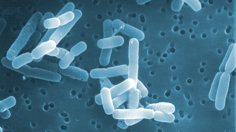 Tìm hiểu về vi khuẩn Lactic - 1