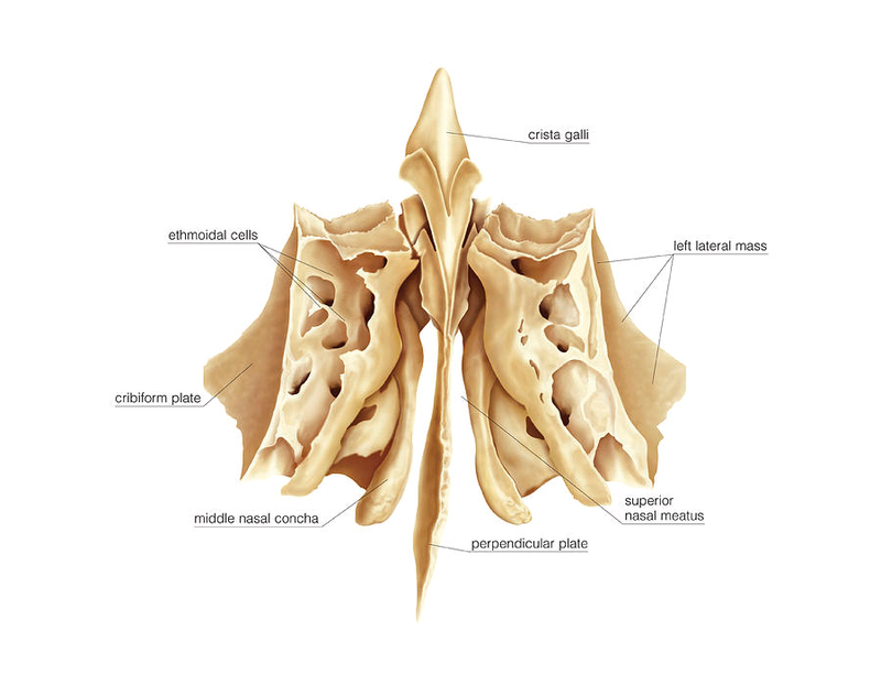 Tìm hiểu về xương sàng và bệnh lý viêm xoang sàng nguy hiểm1