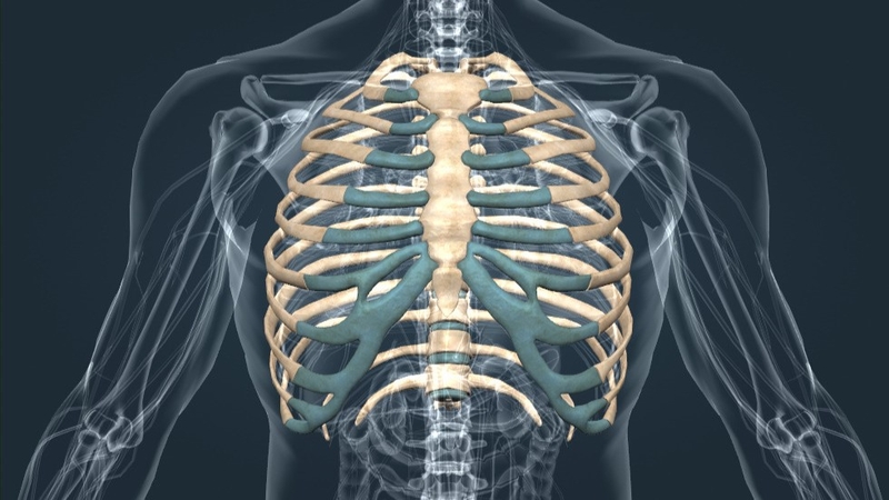 Xương sườn: Vị trí, cấu tạo, chức năng và một số bệnh lý thường gặp 1