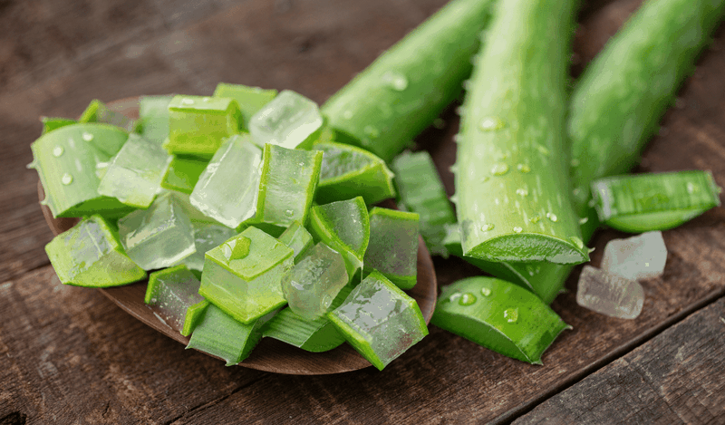 Nha đam - cách trị viêm lỗ chân lông ở bắp chân