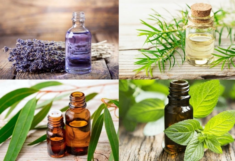 Tinh dầu bạch đàn và những điều nên biết khi sử dụng 1