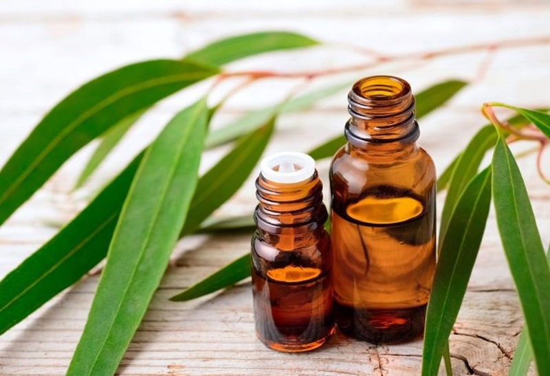 Tinh dầu bạch đàn và những điều nên biết khi sử dụng 2