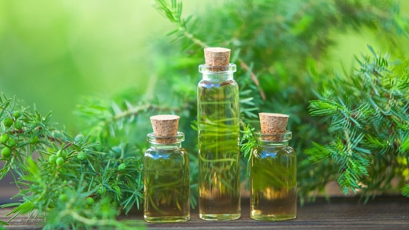 Lợi ích và cách sử dụng tinh dầu cây chè 3