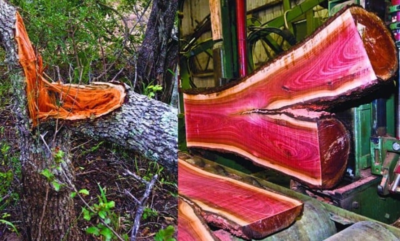 Tinh dầu gỗ hồng có thật sự tốt như lời đồn? Khám phá lợi ích bất ngờ từ tinh dầu gỗ hồng 1