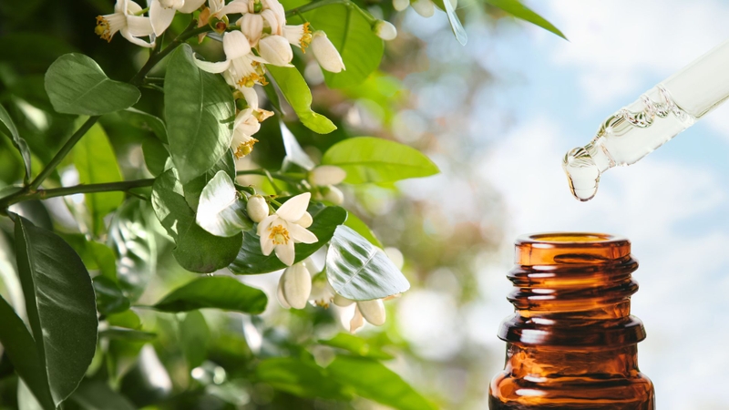 Tinh dầu hoa bưởi và những công dụng thần kỳ 3