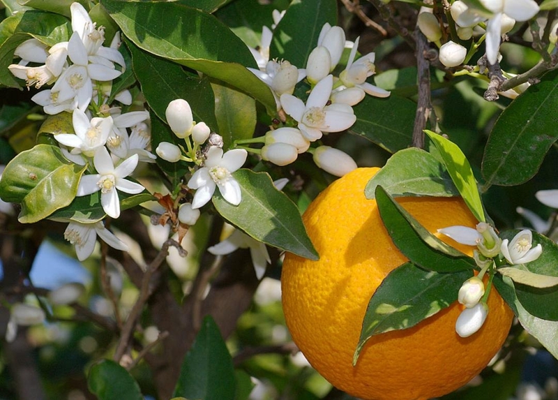 Tinh dầu hoa cam là gì? Công dụng tinh dầu hoa cam với sức khỏe 1