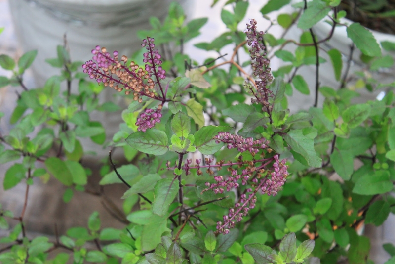 Tinh dầu hương nhu: Thơm và tốt cho sức khỏe! 1