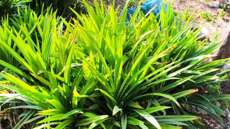 Tinh dầu lá dứa với hương thơm nhẹ nhàng có thể giúp cơ thể thư giãn