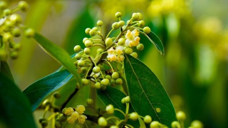 Tinh dầu Màng Tang có tốt không? Sử dụng như thế nào cho hợp lý? 1