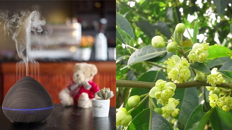 Tinh dầu Màng Tang có tốt không? Sử dụng như thế nào cho hợp lý? 2