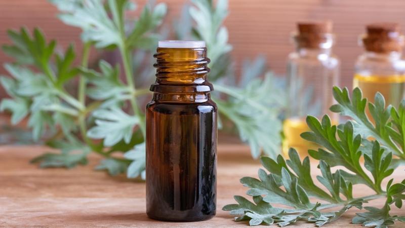 Tinh dầu ngải cứu và công dụng tuyệt vời có thể bạn chưa biết 1