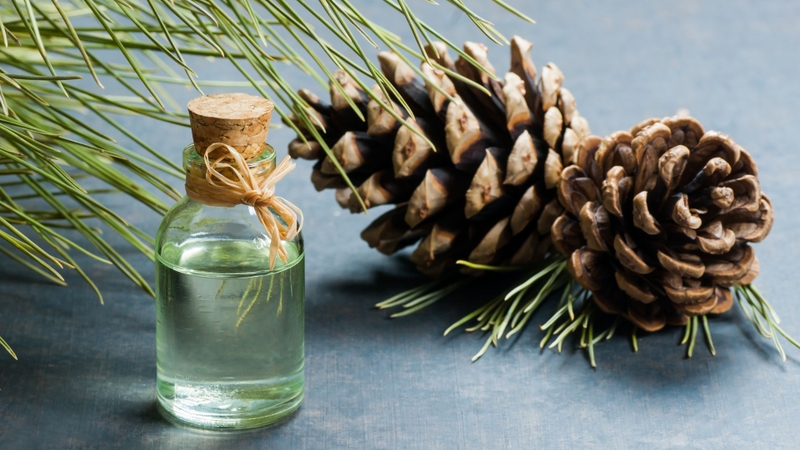 Tinh dầu thông đỏ có tác dụng gì​? Cách sử dụng hiệu quả 2