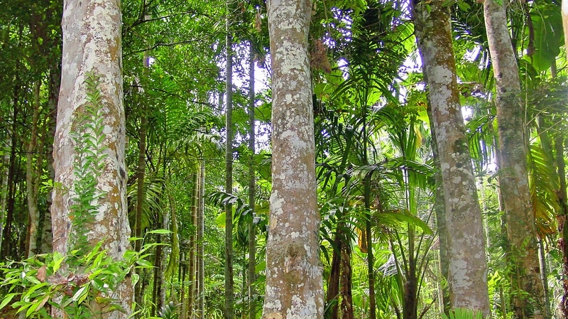 Tinh dầu trầm hương được chiết xuất từ nhựa của cây trầm hương