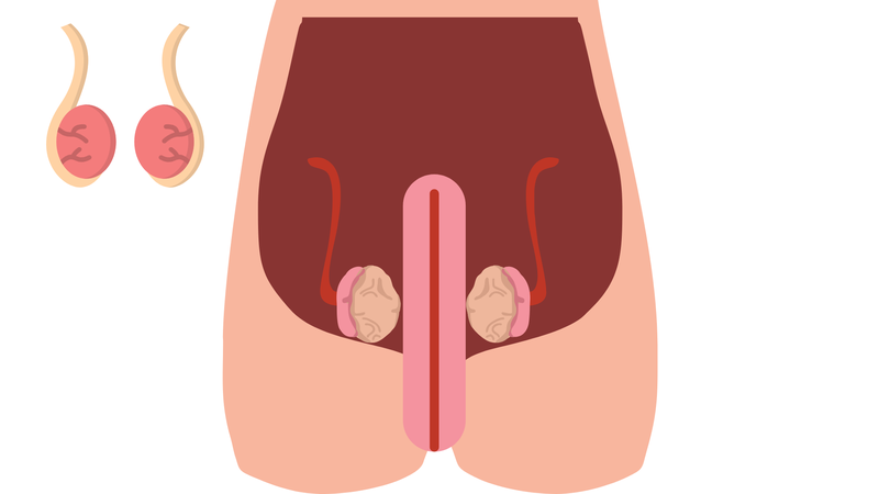 Tinh hoàn bên to bên nhỏ có làm sao không?3