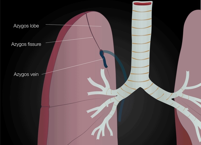 Tĩnh mạch Azygos có vai trò gì? Bệnh lý liên quan đến tĩnh mạch Azygos 1