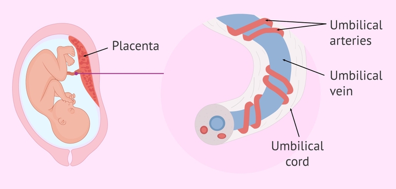 Tĩnh mạch rốn: Cấu trúc, chức năng và những điều cần biết 2